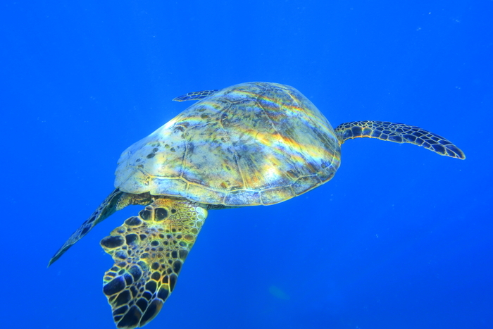 ウミガメ　海亀　貴重　化石　甲羅　天然　希少価値　コレクション　亀　本物　幸運 ウミガメ 海亀 貴重 化石 甲羅 天然 希少価値 コレクション 亀