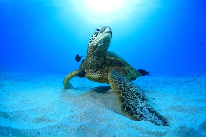 5月23日は world turtleday