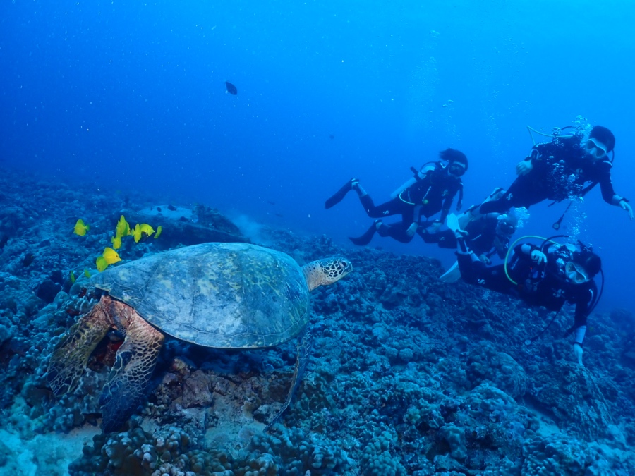 ハワイの海に多く住むアオウミガメ