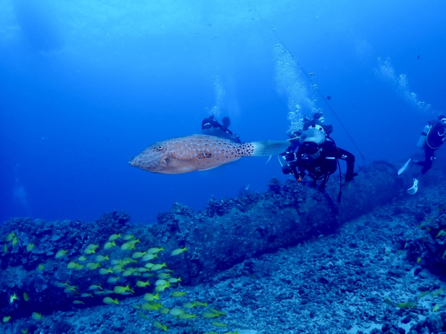 ハワイの海に住むソウシハギ