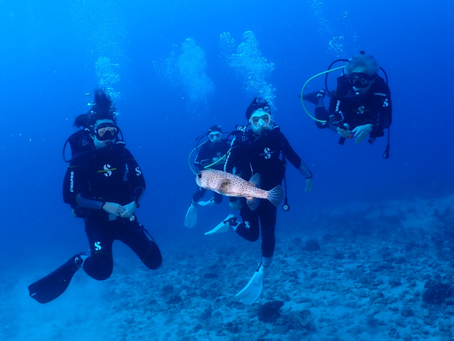 ハワイのボートダイビングで出会ったネズミフグ