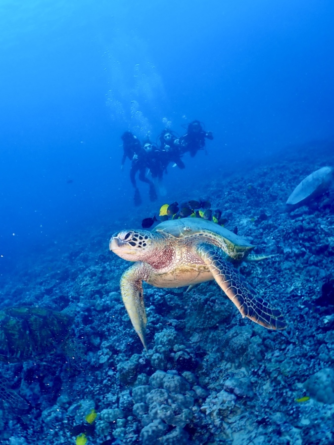 ハワイ・ホノルル沖で野生のアオウミガメと並んで泳ぐ体験ダイビングの様子