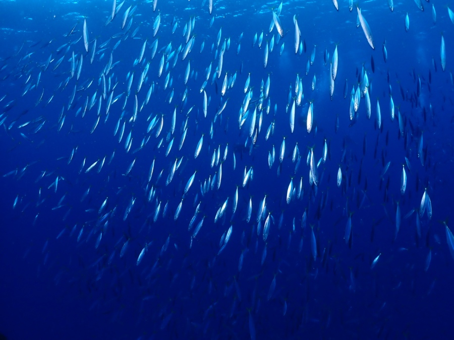 沈船シータイガーにいるクサヤモロの群れ