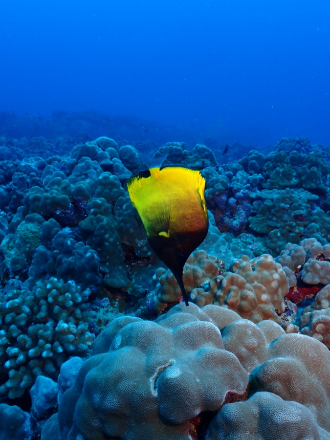 珍しいオオフエヤッコの色彩変異バージョン