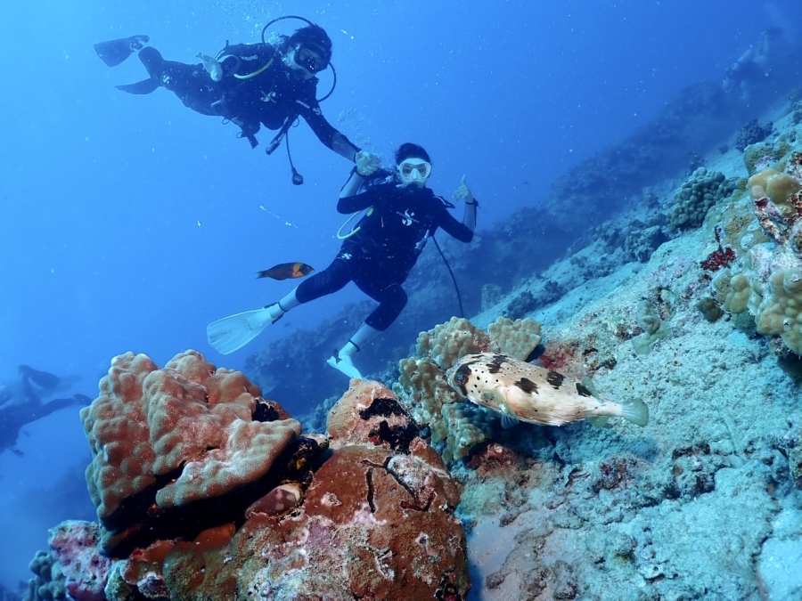 ハワイではよく見かけるハリセンボン