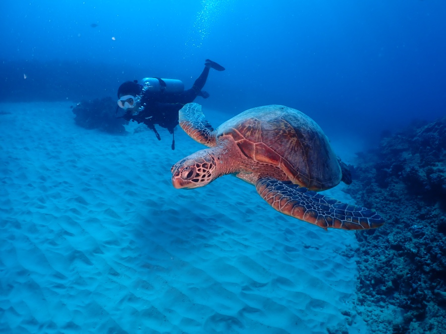砂地の上を優雅に泳ぐハワイのアオウミガメ