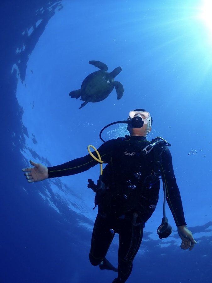 太陽の光をバックに泳ぐ野生のアオウミガメとダイバー