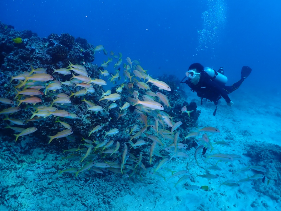 ハワイのサンゴ礁で黄色い魚の群れと一緒に泳ぐ様子