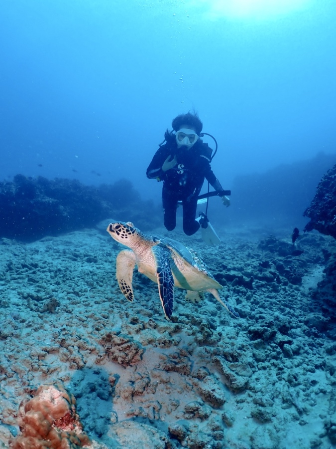 ハワイ・ホノルルの海でウミガメと至近距離で見つめ合う体験ダイビング