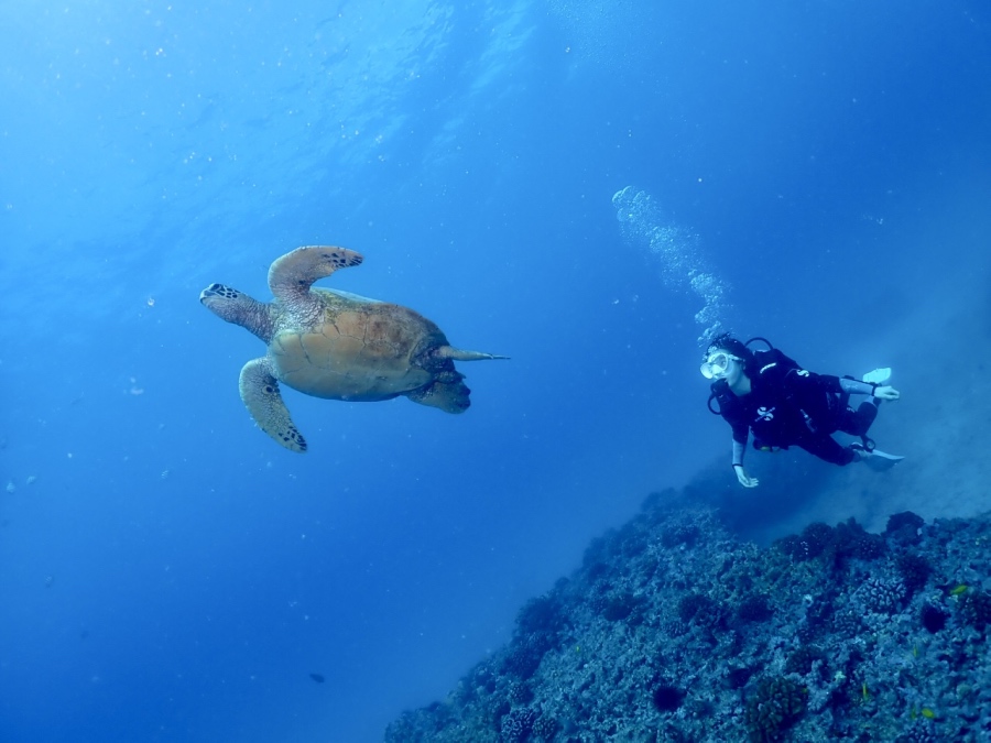 青い海を優雅に泳ぐ大きなアオウミガメと見守るダイバー