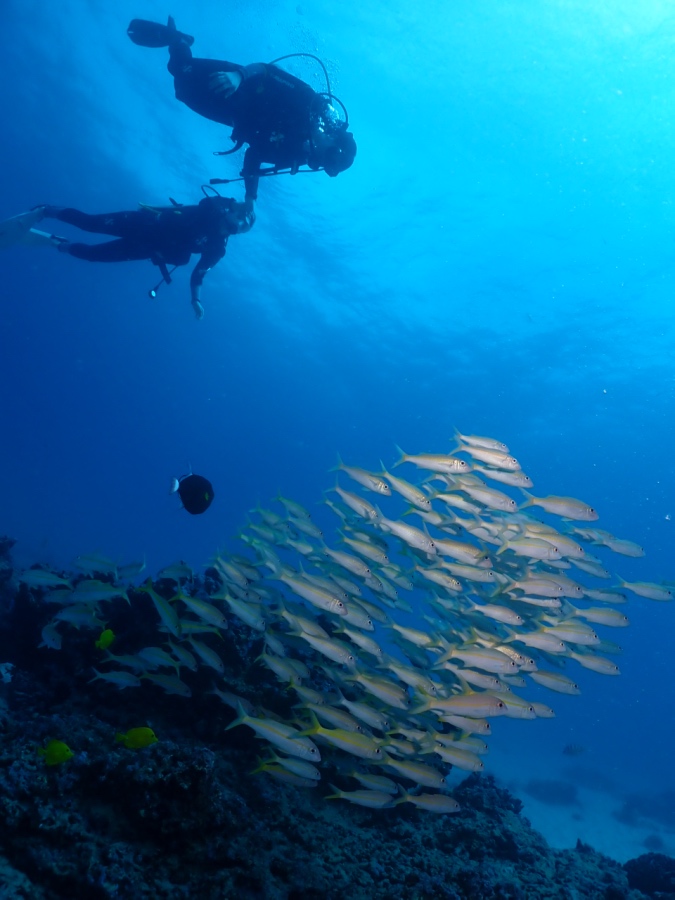 ハワイのサンゴ礁で色鮮やかな魚の群れを観察するダイバー