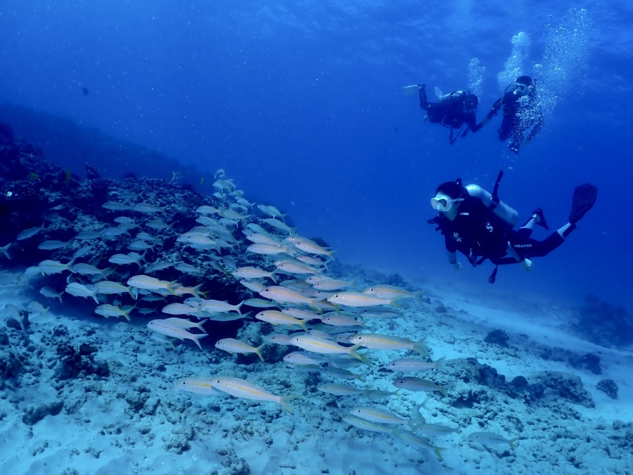 アカヒメジの群れ！