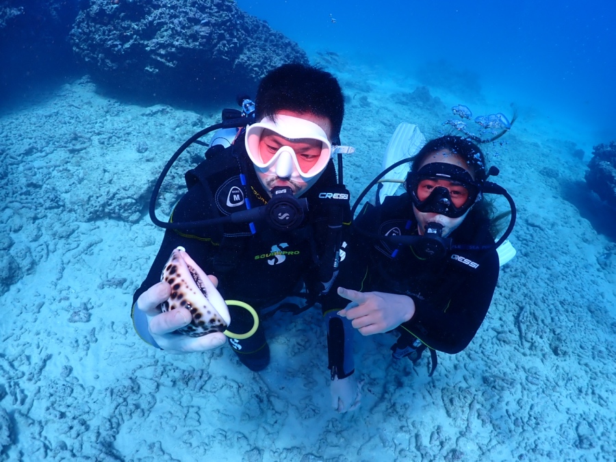 キレイなタカラガイ発見！