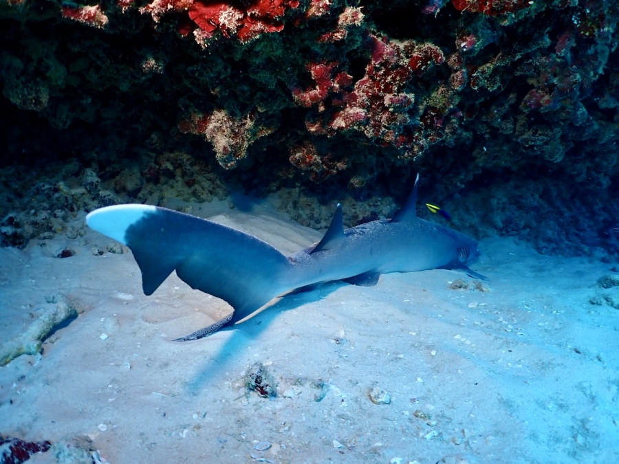 岩陰でじっとしているネムリブカ。襲ってくることはないので、じっくり観察できます。