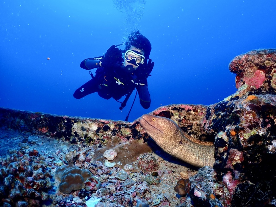 迫力満点のウツボ！間近で観察できるのも、じっくり潜れる少人数制ダイビングの魅力です。