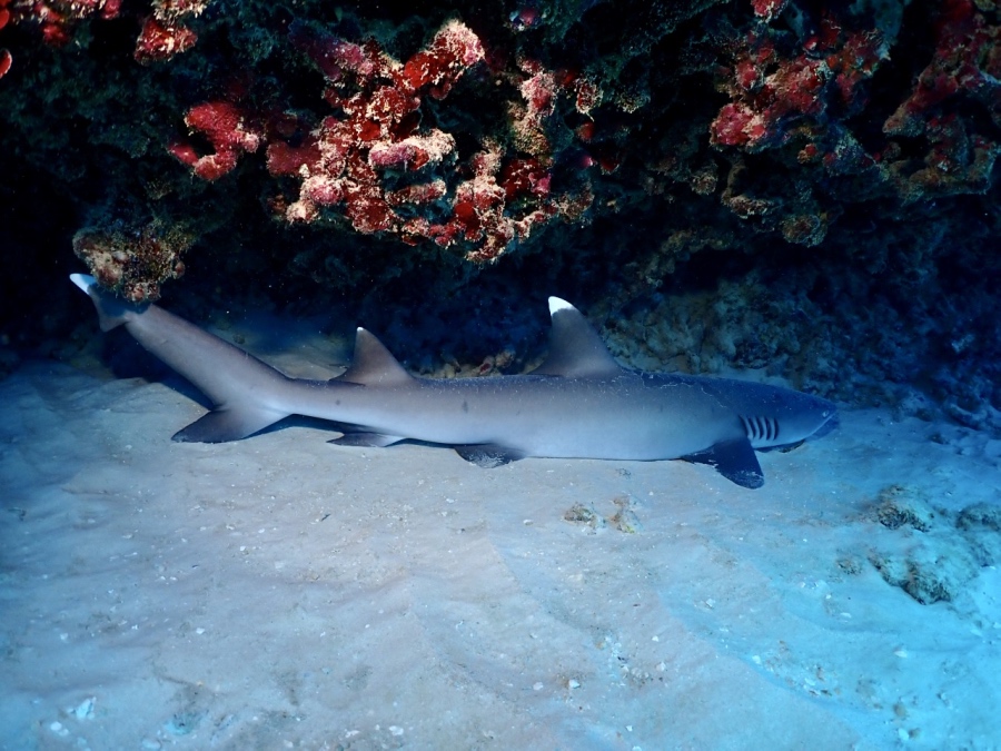 岩陰に潜む「ホワイトチップ（ネムリブカ）」の迫力