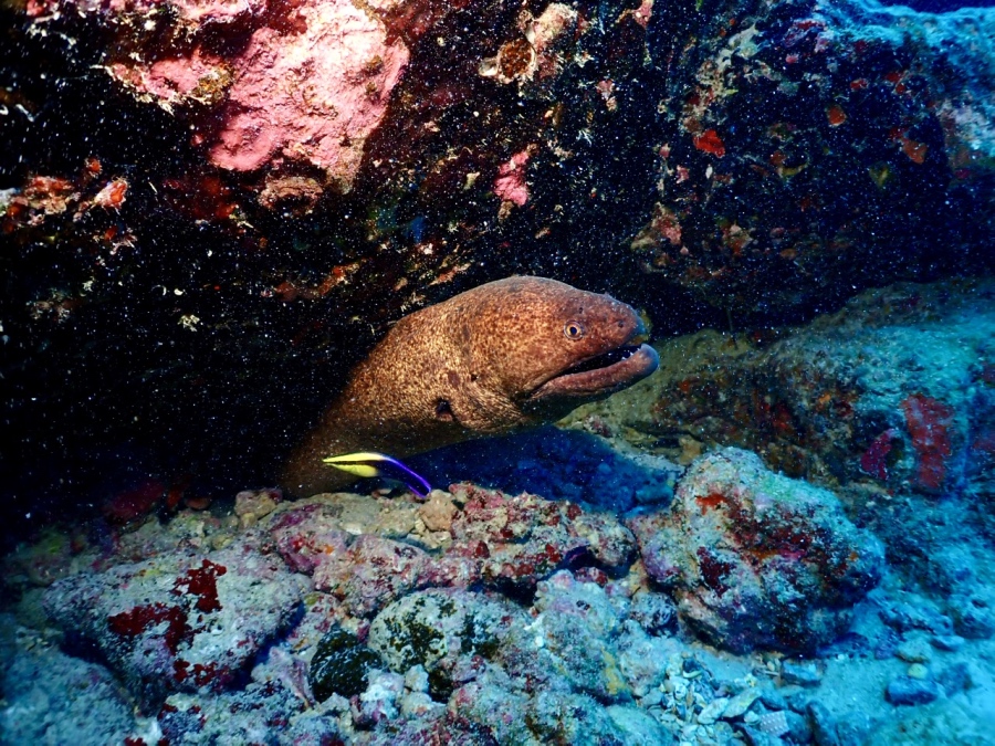 巨大なゴマウツボ