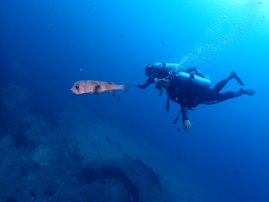 悠々と泳ぐハリセンボンの仲間、ネズミフグを後ろから観察。水族館では味わえない距離感です。