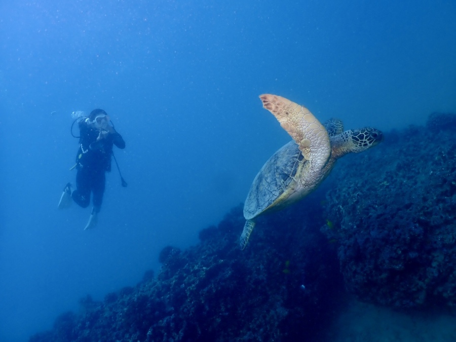 オアフ島体験ダイビングで泳ぐウミガメ