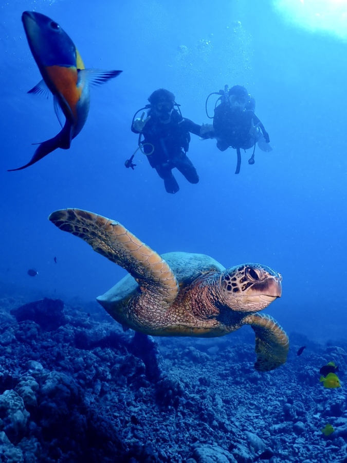 ワイキキ沖に生息するウミガメ