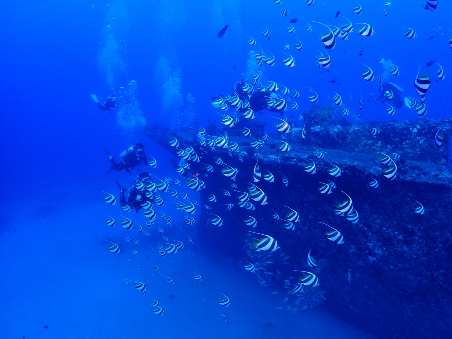 ハワイ　ワイキキ　沈船シータイガー　ムレハタタテダイの群れ