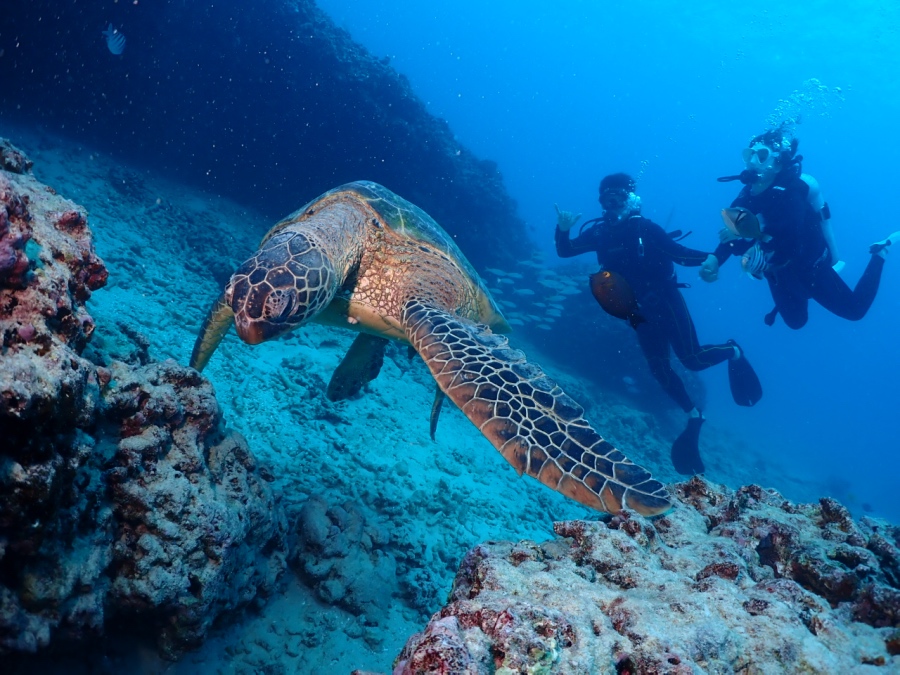 ハワイの海で巨大なウミガメとAlohaサイン。