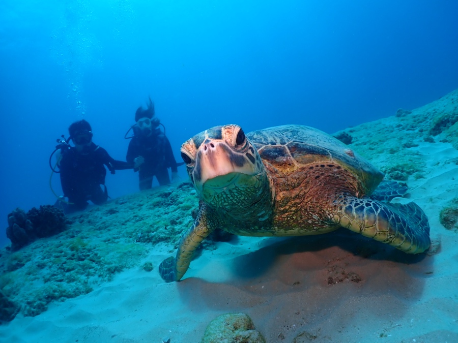 カメラのすぐ近くまで!ウミガメと大接近