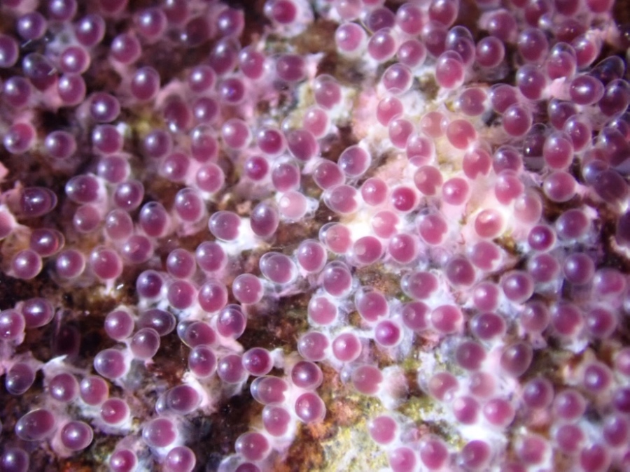 ハワイの海で観察した、ハワイアンサージャント(固有種スズメダイ)の美しい卵