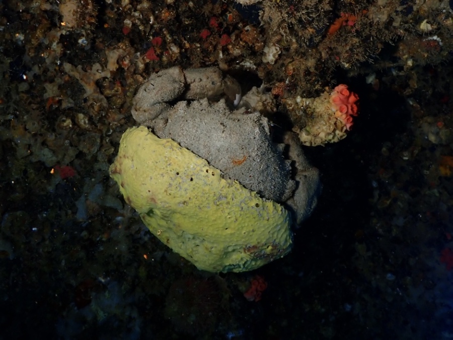 ハワイの沈船で出会った、黄色いカイメンを被る大きなカイカムリ