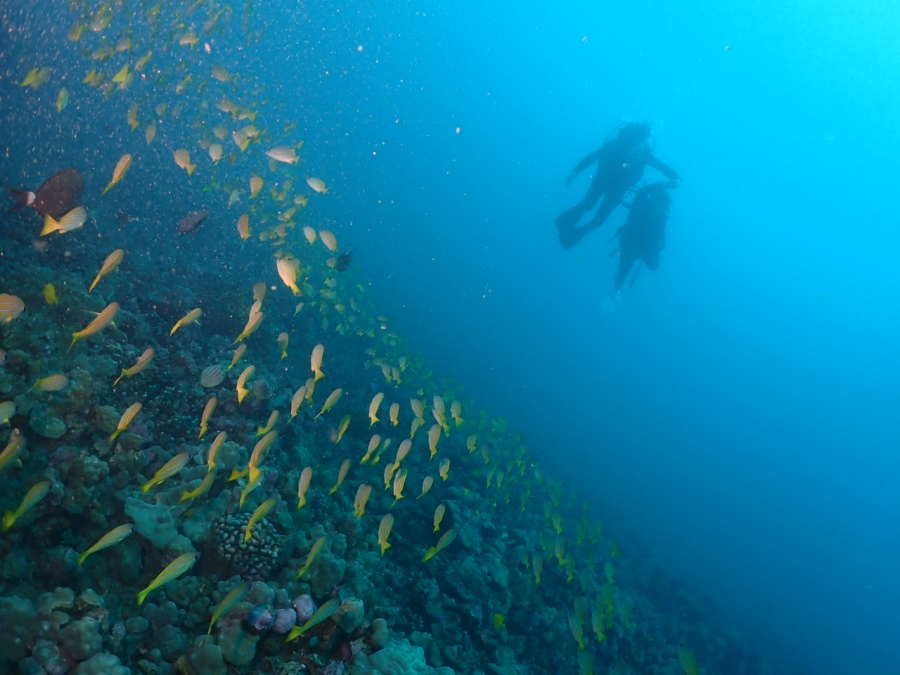 ハワイの海でダイビング中、美しい黄色い魚(アカヒメジ)の群れに遭遇する親子