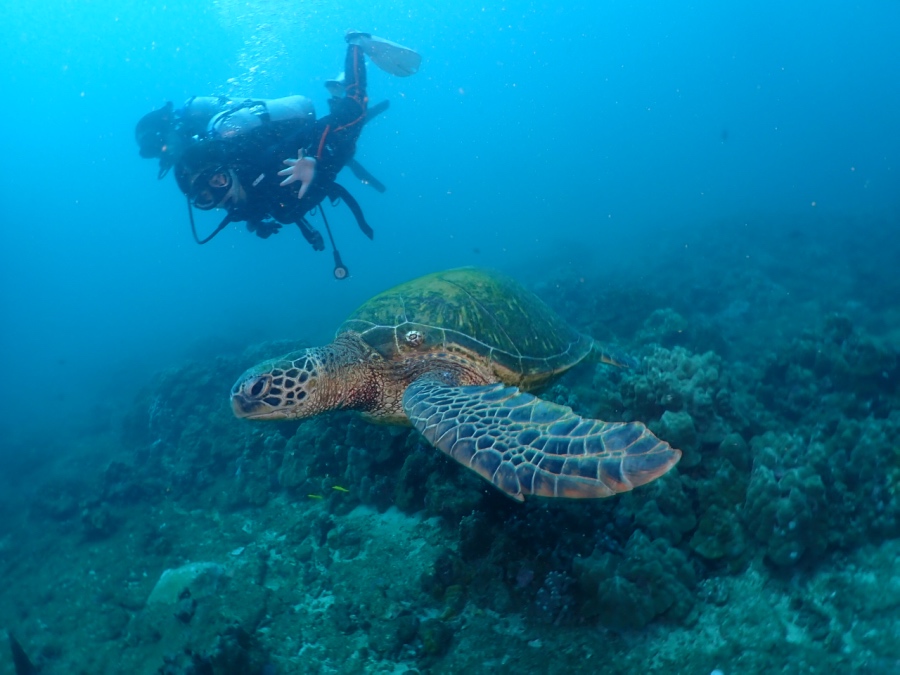 ハワイの海で、ダイバーのすぐ目の前を泳ぐ大きなアオウミガメ