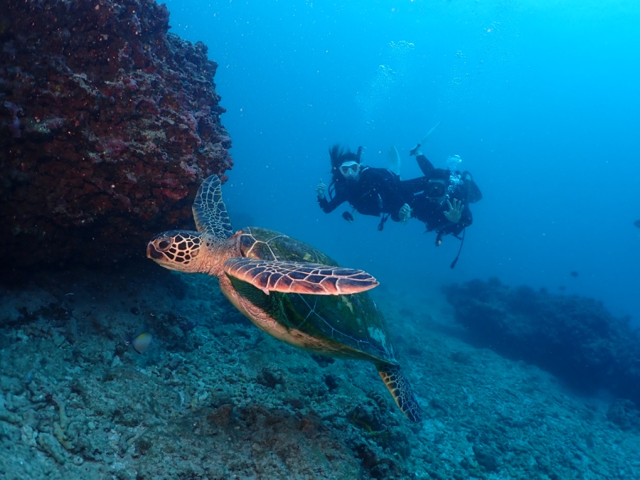 ハワイの海で、幸運の象徴であるアオウミガメ(ホヌ)と一緒に泳ぐ新婚ご夫婦