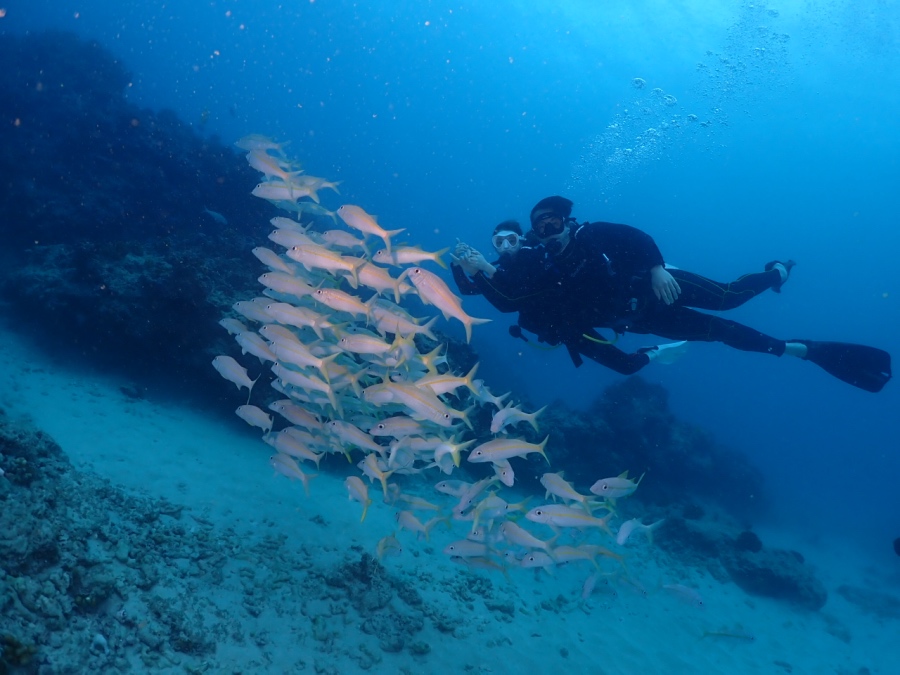 ハワイの透き通る青い海で、黄色い魚(アカヒメジ)の美しい群れと泳ぐダイバー