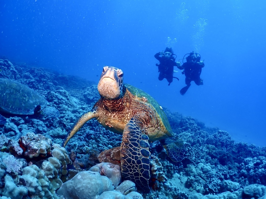 ハワイ ダイビング ウミガメ ホヌ 遭遇 家族旅行 ボートダイビング