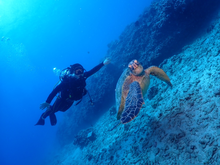 ハワイ 体験ダイビング ウミガメと泳ぐ ワイキキ 海