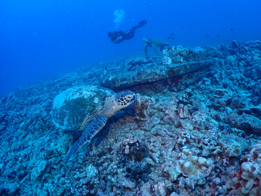 透明度の高いハワイ・ケワロパイプでウミガメと一緒に泳ぐダイバー