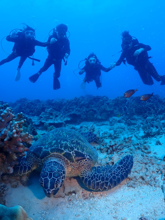 ハワイのダイビングで海底で休む大きなウミガメを観察するお客様