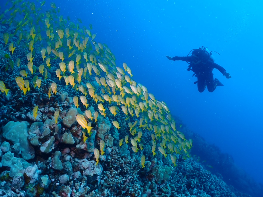 ハワイの海でヨスジフエダイの大群と一緒に泳ぐダイバー