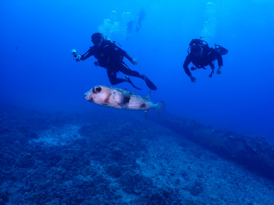ハワイの海でダイバーのカメラに近づいてくる可愛いイシガキフグ
