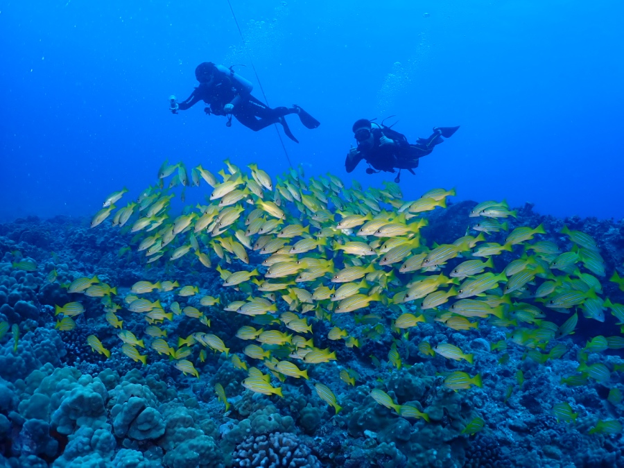ハワイの海でヨスジフエダイの大群を撮影するダイバー