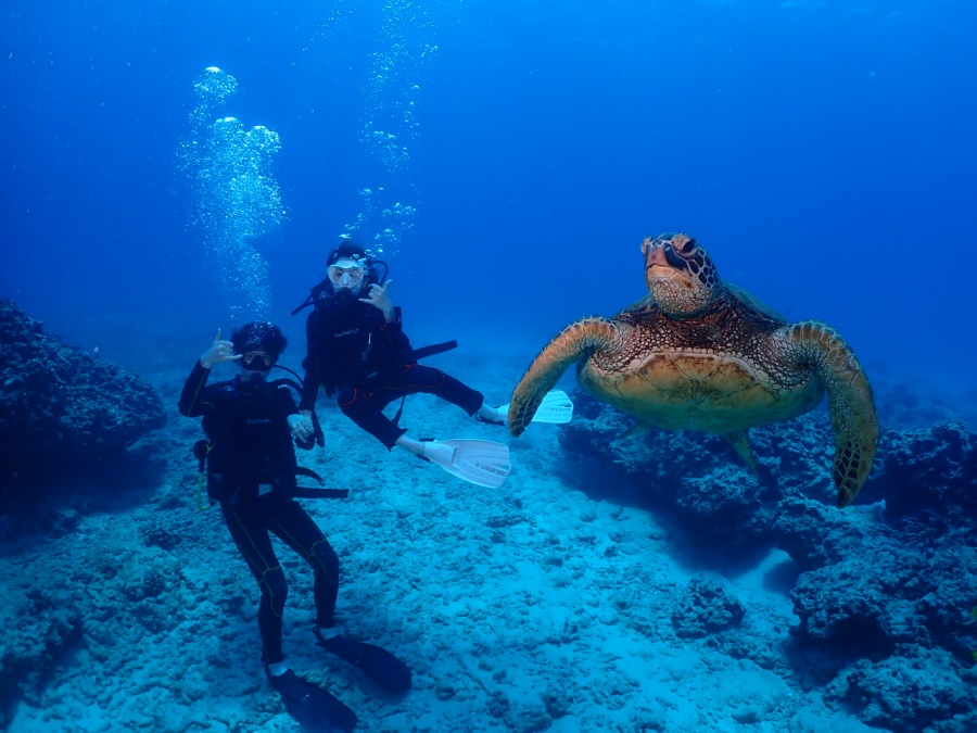 ハワイの海で大きなウミガメのすぐ横を泳ぐ体験ダイビングのお客様