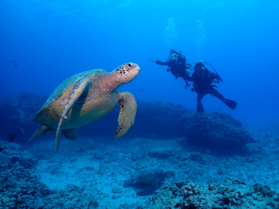 ハワイの海でウミガメと一緒に泳ぐ体験ダイビングのお客様