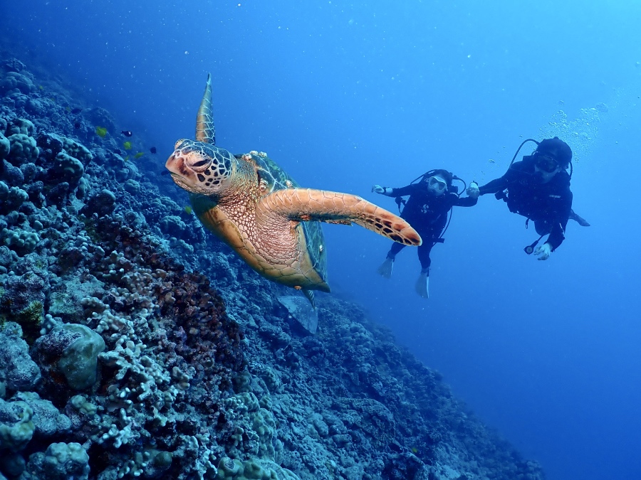 ハワイの透明な海で優雅に泳ぐウミガメと体験ダイビングのお客様