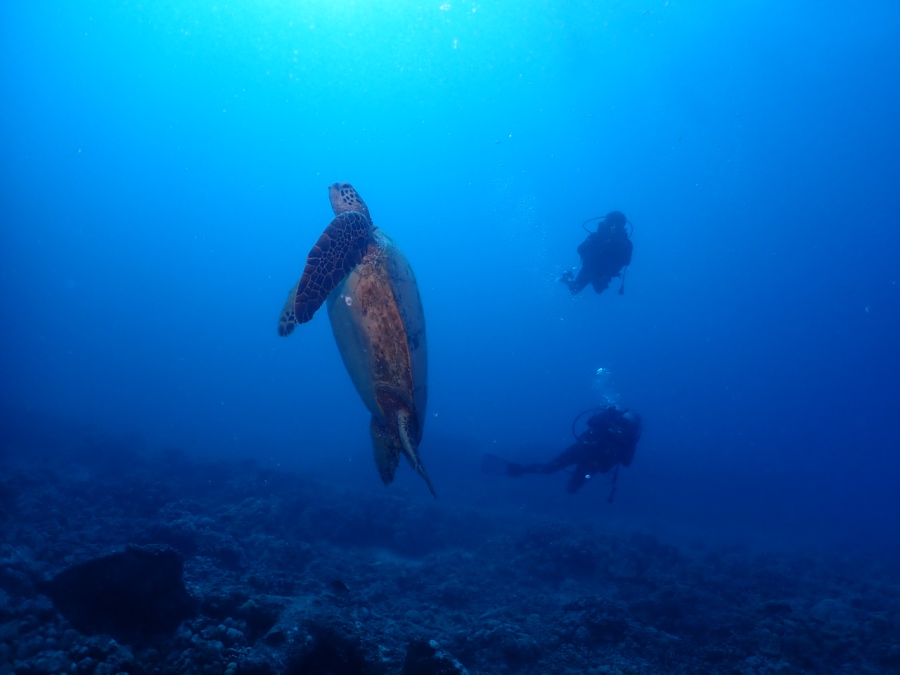 ハワイの海でウミガメ(ホヌ)と一緒に泳ぐFUNダイビング