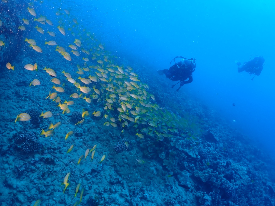 ハワイの海でヨスジフエダイの大群を観察するダイバー