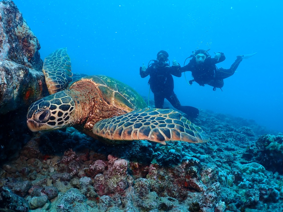 ハワイの海で大きなウミガメと一緒に記念撮影をするカップル