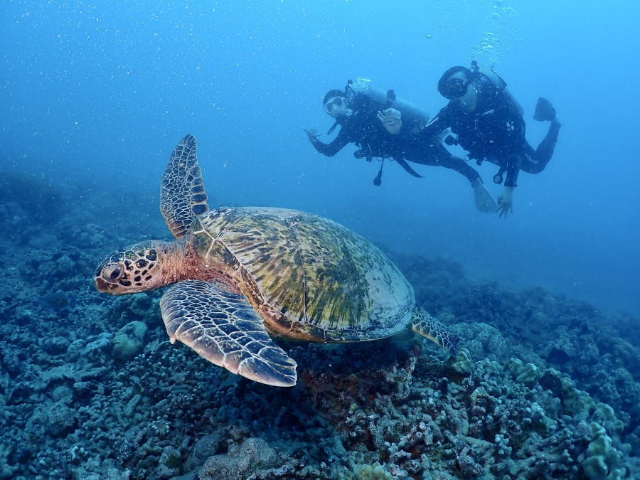 ハワイの海でダイバーに向かって泳いでくる大きなウミガメ