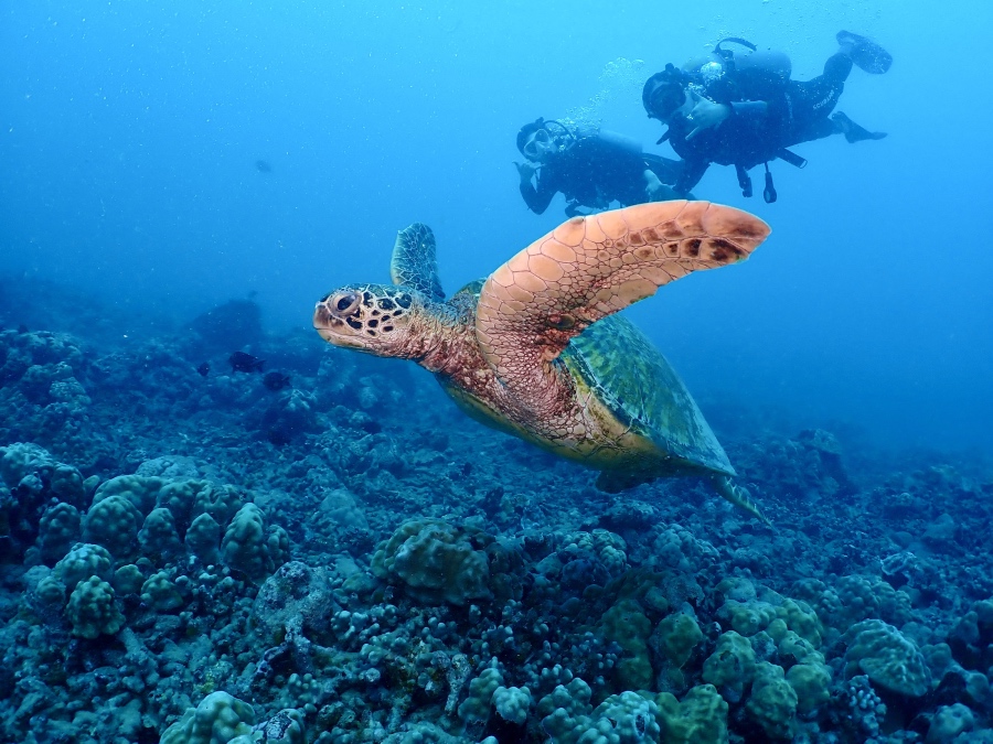 ハワイの海でウミガメと一緒に泳ぐ体験ダイビングのお客様