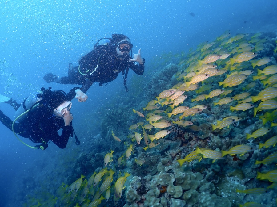 ハワイの海でヨスジフエダイの群れと一緒に泳ぐダイバー