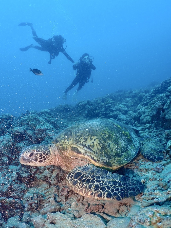 ハワイの海でウミガメと一緒に泳ぐ体験ダイビングのカップル